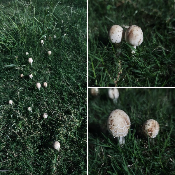 草地上的小精灵